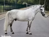 Pastuv, Falabella — fotografija 3