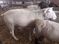 Widder, White Suffolk sheep — Foto 6