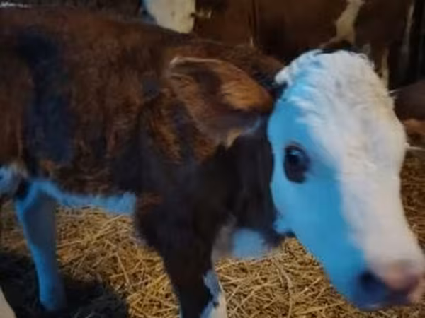 Toro, Simmental cattle