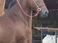 At, Akhal-Teke — foto 6