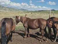 Égua, Cavalos — foto 1