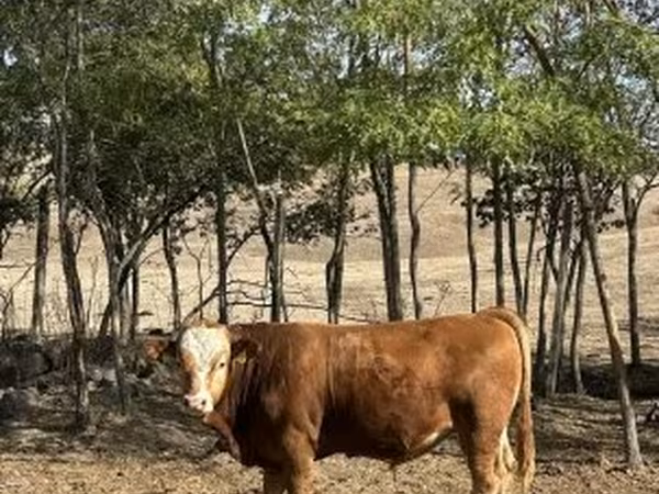 公牛, Limousin cow