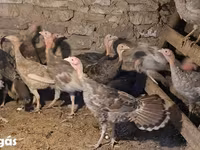 Turkeys — 照片 1