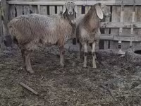 Owca, Arashan sheep — zdjęcie 2
