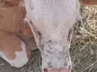公牛, Simmental cattle — 照片 1