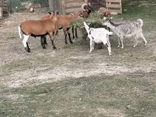 Қой, Cameroon sheep