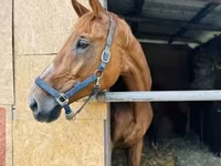 घोड़ी, Polish pony — फ़ोटो 3