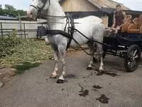 Koń, Lipizzaner — zdjęcie 3