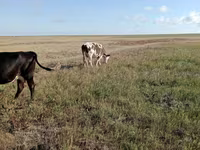 Krowa, Simmental cattle — zdjęcie 4