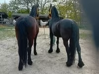 Koń, Friesian — zdjęcie 7
