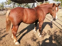 فرس, Hungarian horse breed — الصورة 3