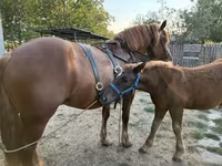 Cheval, Hungarian horse breed — photo 5