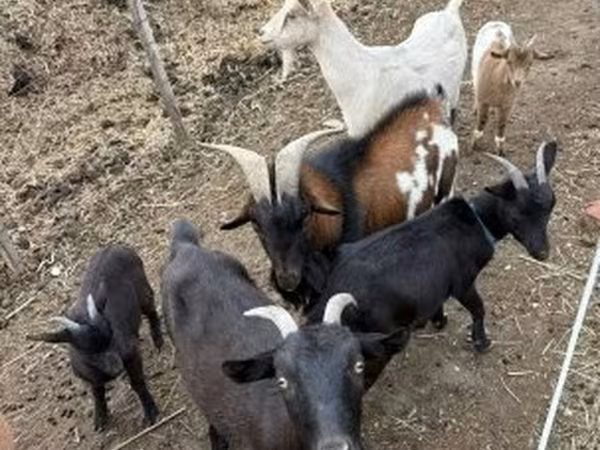 बकरियाँ (लॉट, लिंग निर्दिष्ट नहीं), बकरियाँ
