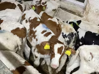 Bik, Simmental cattle — fotografija 1