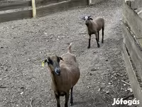 मेढ़ा, Cameroon sheep — फ़ोटो 3