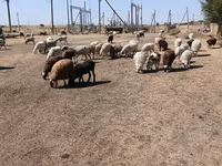 Ovca, Edilbay sheep — fotografija 8