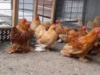 Pekin Bantam — zdjęcie 5