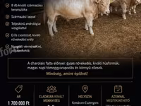 Bull, Charolais cattle — photo 4