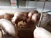 Pigs (batch, sex not specified) — photo 3