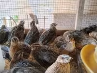 Quails — fotografija 4