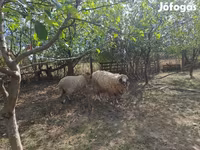 公羊, Tsigai sheep — 照片 2