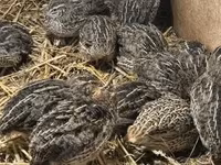 Quails — Foto 3