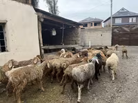 Bélier, Rhon sheep — photo 7
