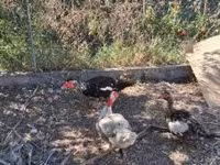 Ducks — Foto 5