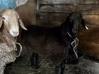 Widder, Rhon sheep — Foto 6