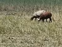 Ovca, Romanov sheep — fotografija 3