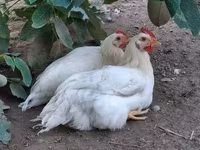 Chickens — الصورة 5