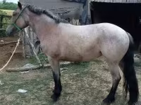Yegua, Caballos — foto 2