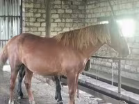 Pastuv, Kustanai horse — fotografija 2