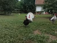 Turkeys — الصورة 2
