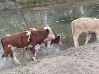 सांड, आउलियेकोल नस्ल — फ़ोटो 5