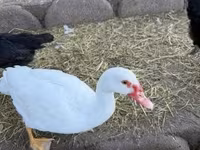 Ducks — fotografija 1