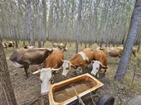 Sigir, Simmental cattle — 3-rasm