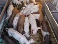 Porcs (lot, sexe non indiqué) — photo 2