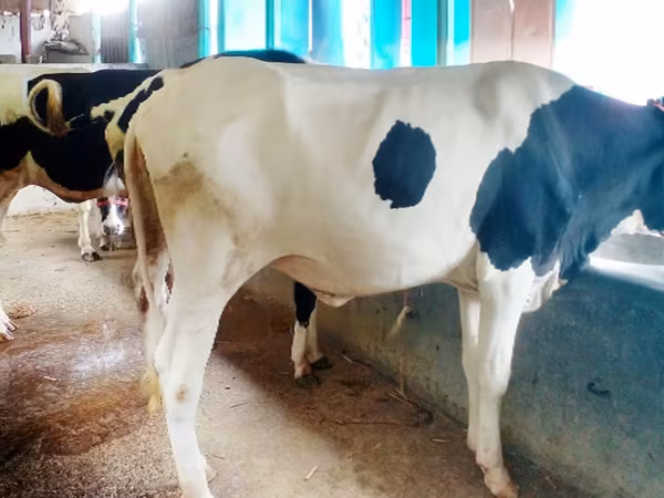Krava, Russian Black pied cattle
