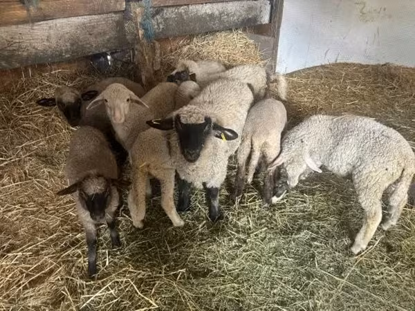 羊（ロット、性別未指定）, Merino sheep — ハンガリー