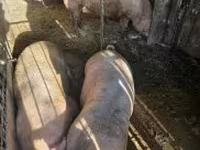 母猪, Pigs — 照片 4