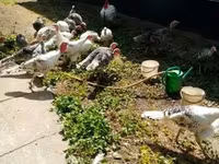 Turkeys — photo 2