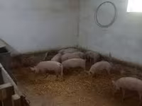 Donuzlar (partiya, cinsi göstərilməyib) — foto 1