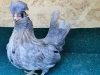 Chickens — fotografija 2