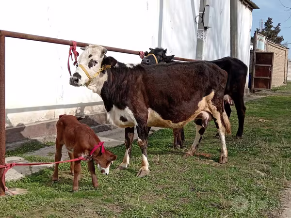 İnək, Simmental cattle
