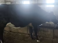Vache, Race Holstein — photo 3
