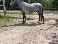 حصان, Lipizzaner — الصورة 4