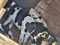 Bulle, Holstein-Rasse — Foto 4