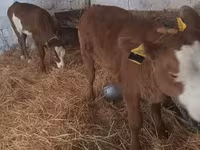 Krowa, Simmental cattle — zdjęcie 2