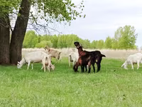 Коза, Saanen goat — фото 3